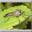 Neoitamus sp - Raubfliege m01a.jpg